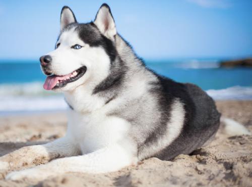 ձͣ׼뾳 Ӣ䶨ڿ˺ͣ